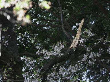 collapse-of-tokyo’s-aging-cherry-blossom-trees-raises-safety-concerns