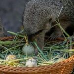 chilean-zoo-stages-an-easter-egg-hunt-with-treats-for-the-animals