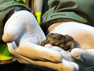 citizen-‘frog-patrol’-helps-amphibians-survive-a-dangerous-road-journey-in-poland
