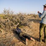 the-myrrh-tree,-key-to-luxury-perfumes-and-african-incomes,-is-threatened-by-drought