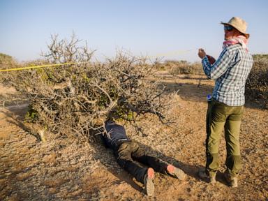 the-myrrh-tree,-key-to-luxury-perfumes-and-african-incomes,-is-threatened-by-drought