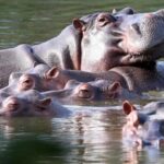 colombia-approves-plan-to-cull-roaming-hippos-linked-to-pablo-escobar