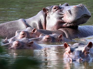 colombia-approves-plan-to-cull-roaming-hippos-linked-to-pablo-escobar
