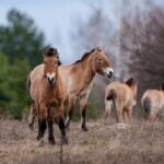 chernobyl’s-radioactive-landscape-is-testament-to-nature’s-resilience