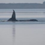 what-to-know-about-timmy,-the-humpback-whale-that’s-sick-and-stranded-in-baltic-sea