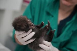 how-a-paris-area-wildlife-hospital-keeps-rescued-animals-wild
