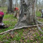 volunteers-work-to-expand-the-magic,-healthy-reach-to-trees