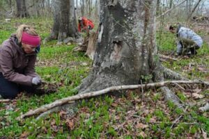 volunteers-work-to-expand-the-magic,-healthy-reach-to-trees