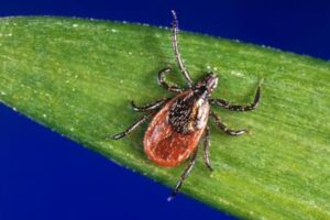 tick-season-off-to-a-fast-start,-and-some-experts-worry-about-future-illnesses
