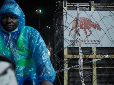 critically-endangered-antelopes-return-to-kenya-from-czech-zoo