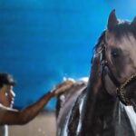 fulleffort-scratched-from-the-kentucky-derby,-putting-ocelli-into-the-race