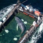 humpback-whale-‘timmy’-released-in-the-north-sea-after-weeks-stranded-off-germany