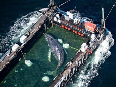 humpback-whale-‘timmy’-released-in-the-north-sea-after-weeks-stranded-off-germany