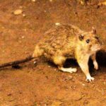 what-to-know-about-hantavirus,-the-illness-suspected-in-a-cruise-ship-outbreak