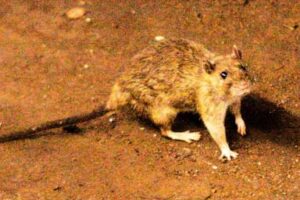 what-to-know-about-hantavirus,-the-illness-suspected-in-a-cruise-ship-outbreak