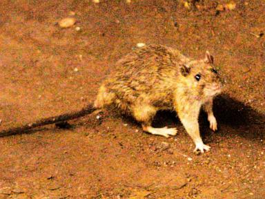 what-to-know-about-hantavirus,-the-illness-suspected-in-a-cruise-ship-outbreak