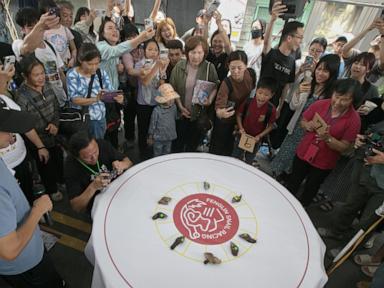a-taiwanese-town-embraces-a-slow-pace-of-life-through-a-snail-race