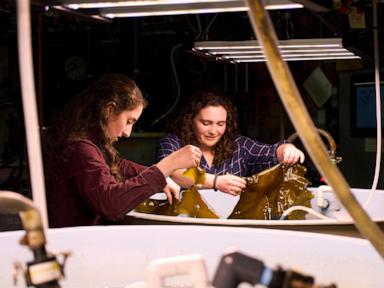 planes-and-ships-could-run-on-kelp-someday,-but-there-are-serious-hurdles