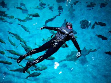injured-us-military-veterans-find-relief-and-awe-swimming-with-a-whale-shark-at-georgia-aquarium