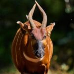 ‘ghost-of-the-forest’-returns-to-kenya-as-conservationists-reintroduce-rare-antelope-into-the-wild