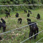 a-rare-sanctuary-in-congo-looks-after-baby-bonobos-away-from-poaching-threat