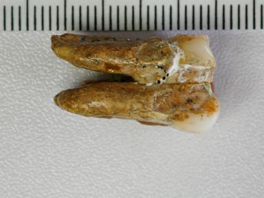 ancient-teeth-hint-at-canoodling-between-early-human-relatives