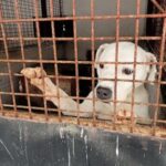 animal-welfare-group-finds-systemic-neglect-at-public-dog-shelters-in-romania