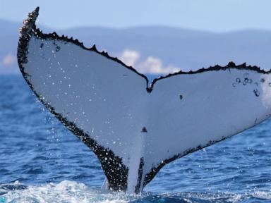 two-humpback-whales-set-records-swimming-between-australia-and-brazil