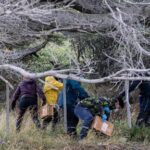 argentines-hunting-for-source-of-hantavirus-outbreak-trap-rats-in-southernmost-city