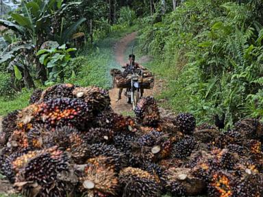 indonesia-tightens-control-over-key-commodities-in-major-trade-takeover