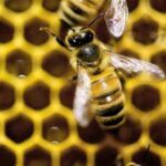 a-diet-of-royal-jelly-isn’t-the-only-thing-that-makes-a-queen-bee