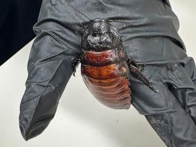 australian-cockroach-kingpin-caught-with-100,000-illegal-insects-in-record-bug-bust