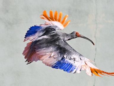 8-crested-ibises-released-in-japan-decades-after-extinction