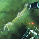 scientists-discover-a-deep-whale-graveyard-that-is-teeming-with-life