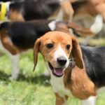 wisconsin-beagle-farm-closing,-hundreds-of-dogs-to-be-sent-to-florida-rescue-group