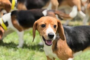 wisconsin-beagle-farm-closing,-hundreds-of-dogs-to-be-sent-to-florida-rescue-group