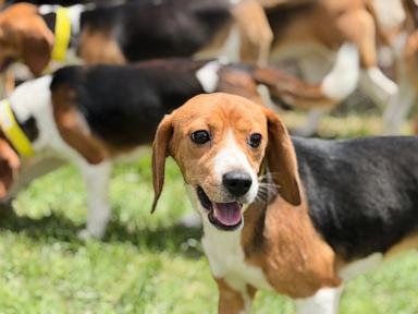 wisconsin-beagle-farm-closing,-hundreds-of-dogs-to-be-sent-to-florida-rescue-group