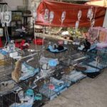 police-rescue-hundreds-of-cats-from-being-eaten-in-vietnam