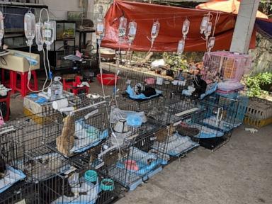 police-rescue-hundreds-of-cats-from-being-eaten-in-vietnam