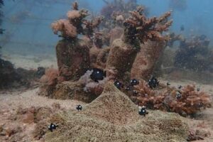 african-and-commonwealth-nations-in-kenya-urge-quick-execution-of-a-key-treaty-protecting-oceans