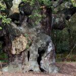 an-ancient-oak-tree-said-to-have-sheltered-legendary-robin-hood-has-died