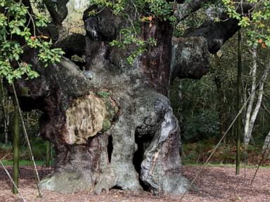 an-ancient-oak-tree-said-to-have-sheltered-legendary-robin-hood-has-died