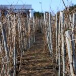 a-covid-lockdown-led-this-woman-to-plant-a-vineyard-at-her-parents’-home.-now-a-dream-is-realized