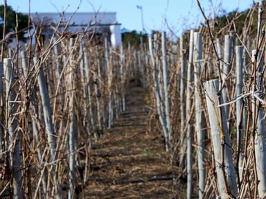 a-covid-lockdown-led-this-woman-to-plant-a-vineyard-at-her-parents’-home.-now-a-dream-is-realized
