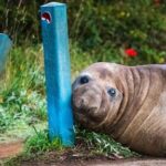 officials-ask-fans-to-respect-privacy-of-neil,-a-1-ton-seal-who-respects-nothing