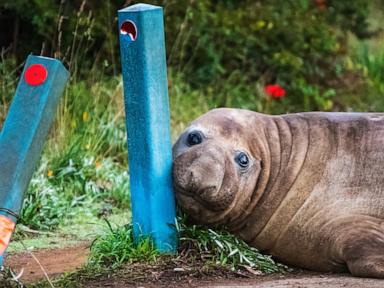 officials-ask-fans-to-respect-privacy-of-neil,-a-1-ton-seal-who-respects-nothing