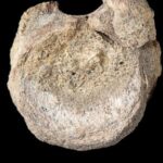 a-rare-dinosaur-fossil-from-antarctica-is-found-tucked-away-in-a-drawer