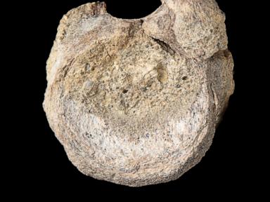 a-rare-dinosaur-fossil-from-antarctica-is-found-tucked-away-in-a-drawer
