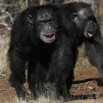 get-a-load-of-this:-humans-and-great-apes-share-similar-giggles