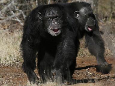 get-a-load-of-this:-humans-and-great-apes-share-similar-giggles